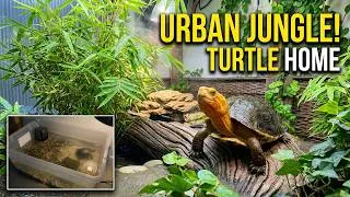 Thumbnail: My Pet Turtles Explore Their New Indoor Home!