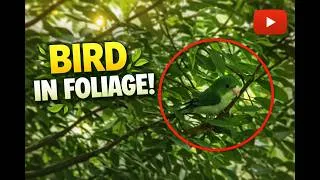 Thumbnail: Amazing Parrot Sitting in a Tree Near Our Balcony | Nature at Home