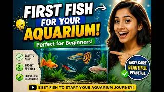 Thumbnail: Don't Buy Fish Until You Watch This! Best Beginner Aquarium Fish
