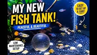 Thumbnail: Low Maintenance Community Aquarium 🐠