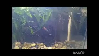 Thumbnail: Beautiful Aquarium Ecosystem 🌱 | Nature Inside a Glass Box