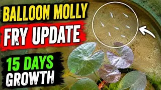 Thumbnail: Balloon Molly Breeding & Fry Update 🐟 | 15 Days Growth#yoitubeshortsvideo #fishingvideo 