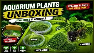 Thumbnail: Aquarium Plants Unboxing 🌿 | Fresh Aquarium Plants for Your Tank | Tamil Aquarium Setup"