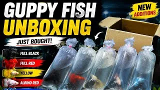 Thumbnail: "Guppy Fish Full Black, Red, Yellow, Albino Red & Blue Combo | Aquarium Fish Tamil🐠