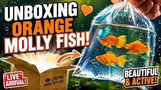 Thumbnail: Aquarium Fish Unboxing |Orange 🍊 Mollies and lots of Fish !#fish aquarium dinesh 