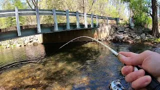 Thumbnail: TROUT Fishing with Spinners (Creek Fishing)