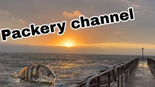 Thumbnail: This 22" Black Drum SAVED the Trip! Fishing the Packery Channel 