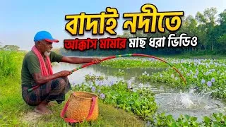 Thumbnail: বাদাই নদীতে আক্কাস মামার মাথানষ্ট মাছ শিকার 🎣 Akkas Mama's wild fishing spree in the Badai River 🎣 