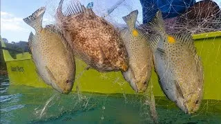 Thumbnail: Malalaking Isda na Samaral ang Sumabit sa Lambat