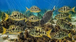 Thumbnail: Parang Aquarium sa ilalim ng Dagat | Net Fishing