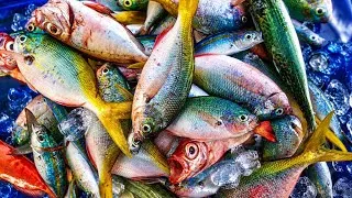 Thumbnail: Jackpot na naman sa isdang Dalagang Bukid