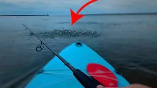 Thumbnail: Paddleboard Fishing From My Local Beach.