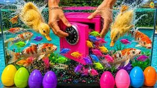 Thumbnail: Baby duck ducklings, Colorful eggs fish surprise, koi, snake, angelfish, goldfish, betta fish