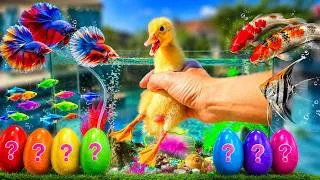 Thumbnail: Little ducks, Colorful eggs fish surprise, koi, shark, angelfish, butterfly, goldfish, betta fish