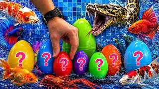 Thumbnail: Colorful eggs fish surprise, koi, shark, angelfish, butterfly fish, goldfish, turtle, frog, betta