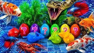 Thumbnail: Colorful eggs fish surprise, koi, shark, angelfish, butterfly fish, goldfish, turtle, frog, betta