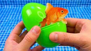 Thumbnail: Colorful eggs fish surprise, koi, shark, angelfish, butterfly fish, goldfish, turtle, frog, betta