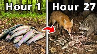 Thumbnail: I Left 100 Fish in the Forest, it Attracted This...