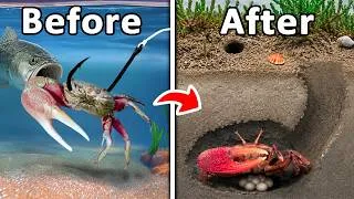 Thumbnail: I Raised Bait Shop Fiddler Crabs as My Pet