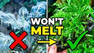 Thumbnail: The Best Cold Water Aquarium Plants For Unheated, Room Temperature Planted Tanks!