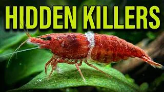 Thumbnail: Cherry Shrimp Keep Dying? 7 Hidden Killers! Even With Perfect Water