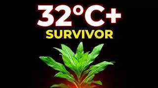 Thumbnail: 10 Warm Water Aquarium Plants That WON'T Melt (High Temp)