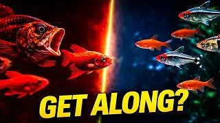 Thumbnail: 12 Community Fish That WON'T Fight (Space-Math)