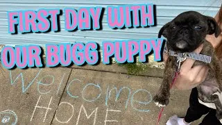 Thumbnail: BUGG PUPPY’S FIRST DAY AT HOME