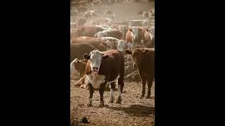 Thumbnail: Country Rap Type Beat - "Jade" | Free Ella Langley x Drake Type Beat 2026