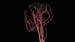 Thumbnail: Meet Cerebral Overview Quick Recap - Dr David HAKIZIMANA (Neuro-surgeon) Part 1