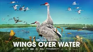 Thumbnail: Wings Over Water | Official Trailer