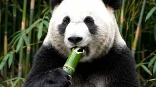Thumbnail: Relax With Panda Chewing Bamboo | Natural ASMR Therapy