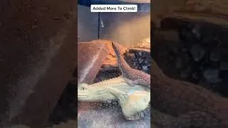 Thumbnail: Talking to My Ackie Monitor Lizard