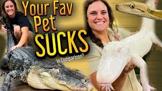 Thumbnail: Do NOT Get This Pet! | American Alligator