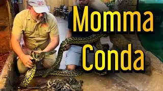 Thumbnail: Bit By HUGE Snake | Baby Anaconda