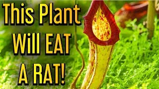 Thumbnail: SAVAGE PLANTS! | Carnivorous Plants Eating
