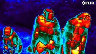 Thumbnail: How Flir Thermal Imaging Helps Researchers Measure Stress in Primates