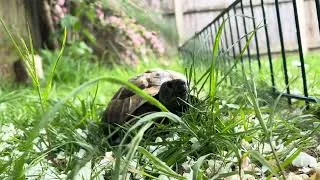 Thumbnail: our tortoise arthur x