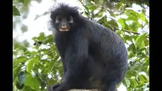 Thumbnail: New Monkey Species Discovered in the Congo