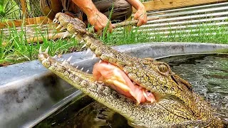Thumbnail: Feeding 3 crocodile species!