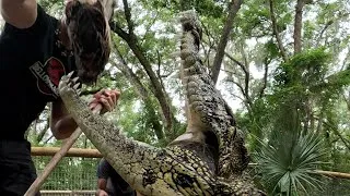 Thumbnail: Crocodile Feeding & sanctuary vlog!