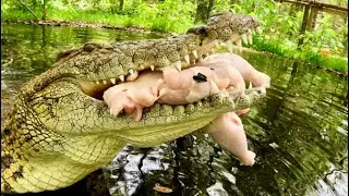 Thumbnail: Nile croc eats a whole chicken! & sanctuary vlog!