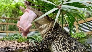 Thumbnail: Saltwater croc feeding & sanctuary vlog!!