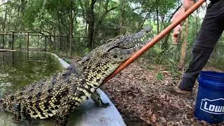 Thumbnail: Croc feeding & sanctuary vlog!