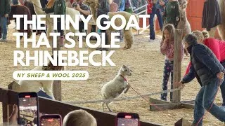 Thumbnail: Rhinebeck 2025 (Day 2) | The Tiny Goat That Stole Rhinebeck, Sunday Vibes & Indigo Magic