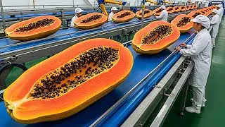 Thumbnail: Inside a Modern Papaya Factory: From Fresh Papayas to Premium Papaya Juice (Full Process)
