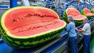 Thumbnail: Inside A Modern Watermelon Factory: From Fresh Watermelons To Premium Juice (Full Process)