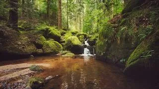 Thumbnail: No AI - Pure Nature: 3 Hours of Deep Sleep Water Sounds from the Black Forest - Real Recordings