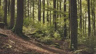 Thumbnail: No AI - Pure Nature: 4K - Summer Forest Ambience - Relaxing Nature Sounds - Forest Sounds