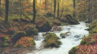 Thumbnail: No AI - Pure Nature: 4K - Late Autumn Creek - Forest Stream Sounds for Sleep & Relaxation